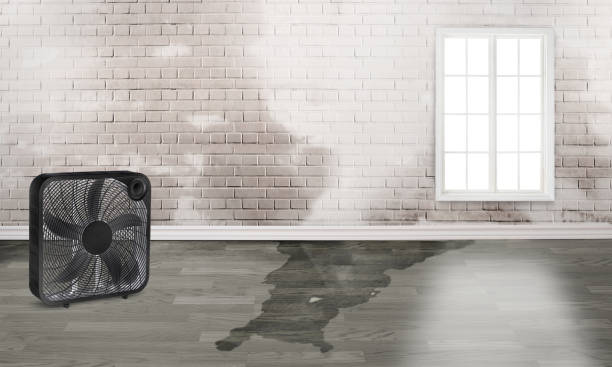 Best Professional water damage repair  in Lincoln, ID